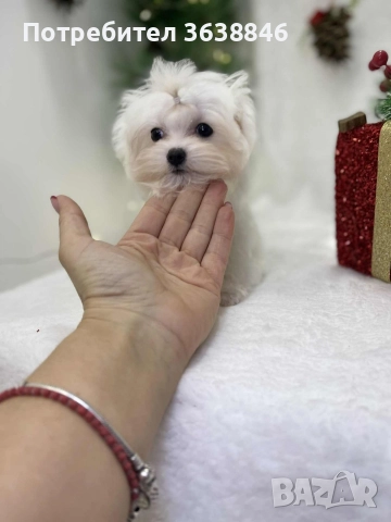 малтийска болонка тeakup, снимка 3 - Болонка - 52771421