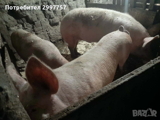 Прасета, снимка 2 - Прасета - 52867355