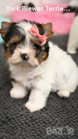 Йоркширски Териер, страхотни бебета за деца и възрастни, снимка 2 - Йоркширски териер - 53423699