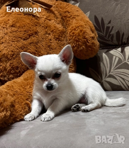 Топ Мъжко Мини Чихуахуа , снимка 3 - Чихуахуа - 52764192
