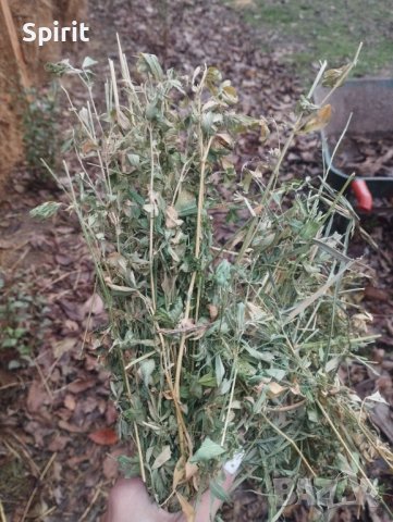 Продавам бали люцерна и сено , снимка 4 - За селскостопански - 38996605