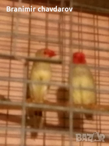 Продавам трастикови  белолики гулдови амадини, снимка 2 - Амадини - 50845325