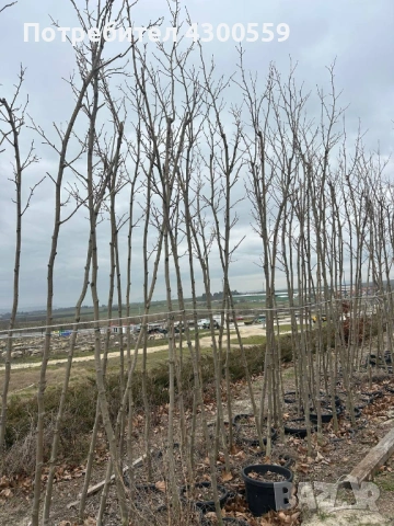 Дървета чинар над 3 метра