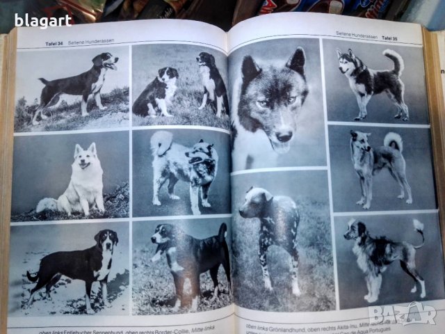 "Енциклопедия на кучето"-Германия, снимка 3 - Специализирана литература - 33458448