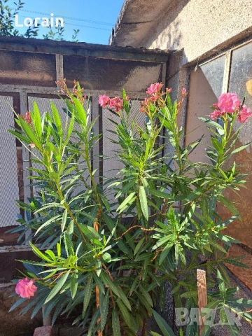 Зокум ,Олеандър(розов)-1.70 см., снимка 2 - Други стоки за дома - 51439320