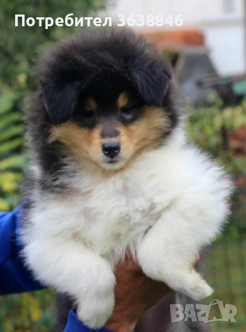 Шотландска овчарка(коли), снимка 3 - Коли - 52116665