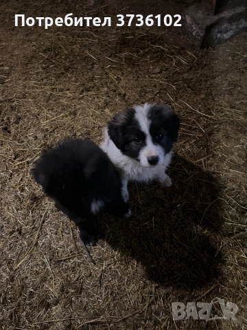 Каракачански Овчарки , снимка 3 - Каракачанска овчарка - 52545236