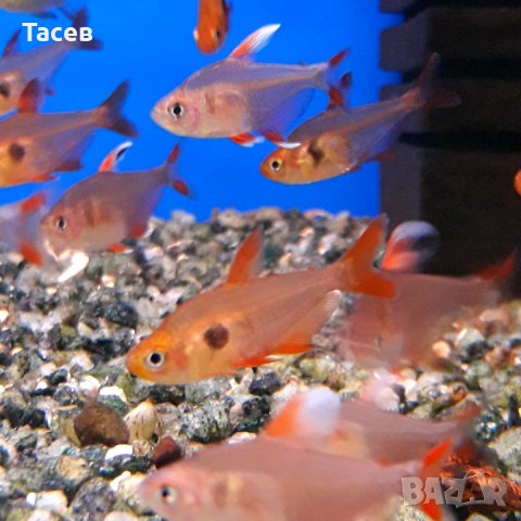 Червен фантом, снимка 1