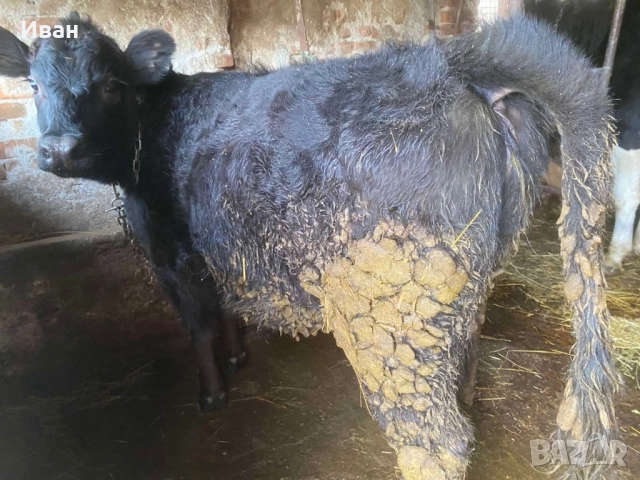 Женски Абърдин на седем месеца свободно може и замянка за мъжко теле, снимка 2 - Крави - 52409866