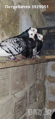 Продавам Нюмберски гълъби, снимка 9 - Гълъби - 52595904