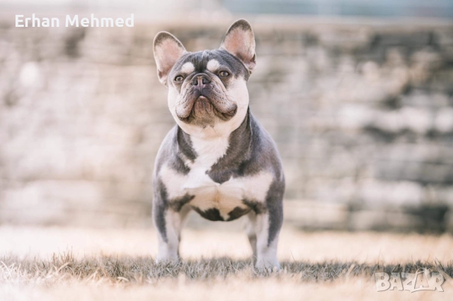 Френски булдог , снимка 12 - Френски булдог - 52771158