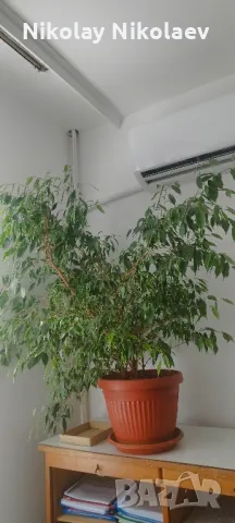 фикус Бенджамин , снимка 1
