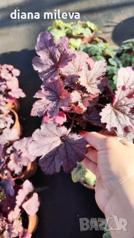 Хойхера  Amethyst Mist, снимка 9 - Градински цветя и растения - 52544153