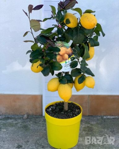   Лимон Лимонови дръвчета ,лимон дръвче цена, снимка 3 - Градински цветя и растения - 36625824