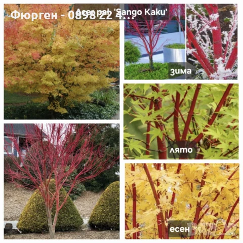 Японски клен - АЦЕР Налични 5 вида Студоустойчиви, снимка 13 - Разсади - 50406492