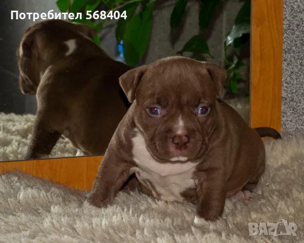 Американско були покет търси женска, снимка 10 - Търси партньор - 45256492