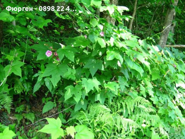 Малина (rubus odoratus) - розово цъфтяща малина, снимка 5 - Градински цветя и растения - 28613794