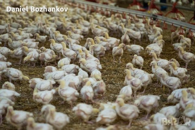 ДО 27.11.25 Пилета Бройлери от ферма в с. Кесарево, снимка 2 - Кокошки и пуйки - 52398946