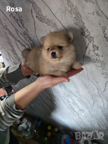 Продавам померани , снимка 8 - Померан - 52549306