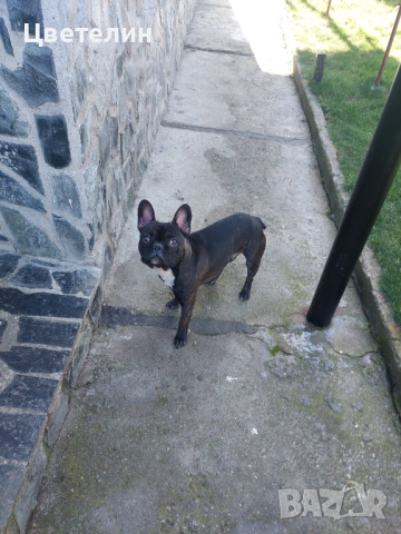 Френски булдог, снимка 5 - Френски булдог - 53106288