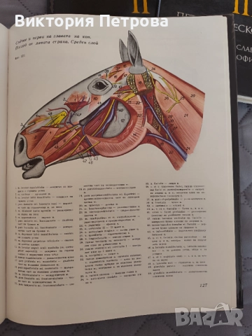 Атлас по топографска анатомия на селскостопанските животни Том 1, 2 и 3, снимка 7 - Специализирана литература - 52815137