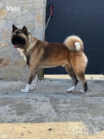 Мъжка Америкаска акита 