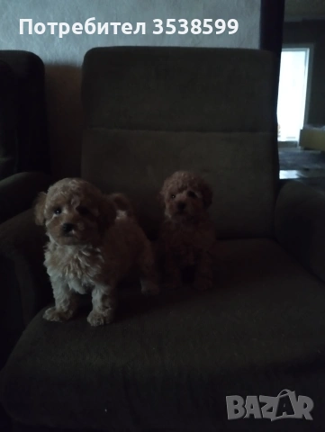 Той Пуделчета , снимка 4 - Пудели - 52909276