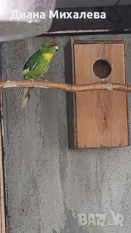 Какарики , снимка 4 - Папагали - 53227667