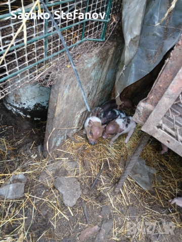 Виатнамски прасета , снимка 2 - Прасета - 52514115