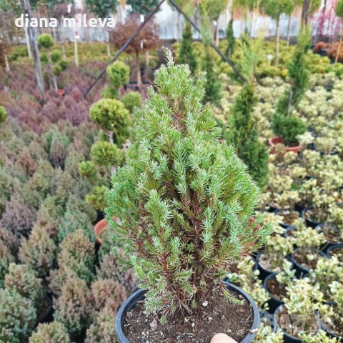 Хвойна Стрикта, Juniperus Stricta!!!, снимка 10 - Градински цветя и растения - 39272499