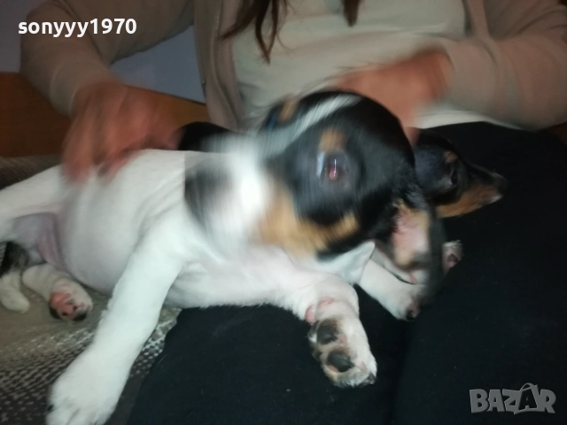 бебе джак-женско 2810251642, снимка 2 - Джак ръсел териер - 52213728