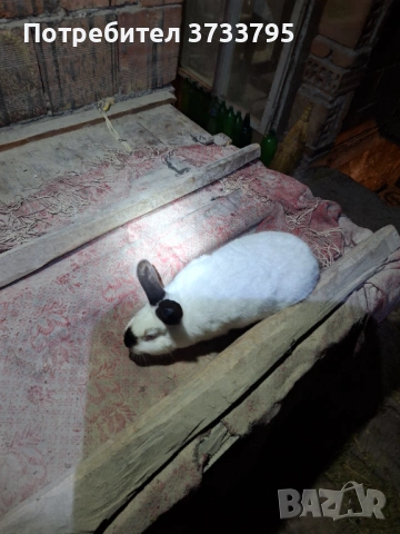 Калифорнийски зайци, снимка 4 - Други - 52656232