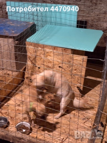 Мъшко Чихуахуа за РАСПЛОД., снимка 3 - Търси партньор - 53216214