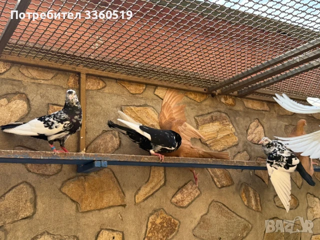 Гълаби неврени и лимонки, снимка 8 - Гълъби - 50813378