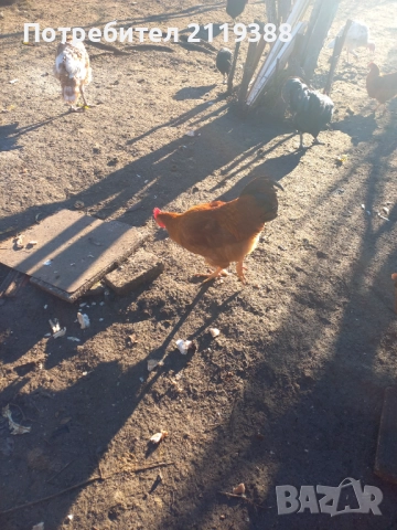 1 бр Ню Хемпшир на 7 м