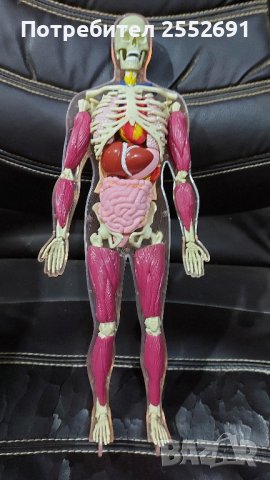 Модел на чов.тяло., снимка 8 - Други ценни предмети - 43910605