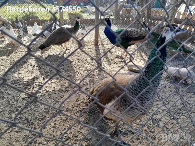 Продавам Пауни, снимка 3 - други­ - 53164634