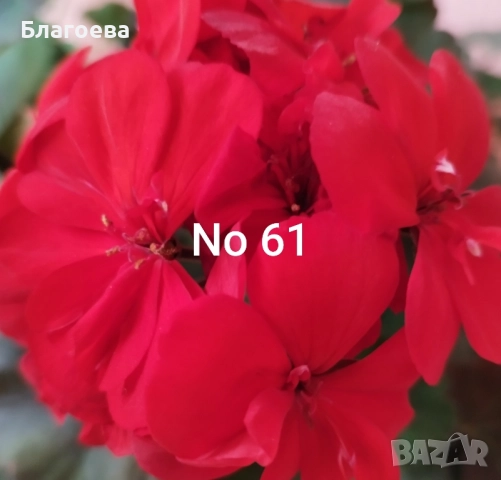 Комплект вкоренени резници Мушкато 10 бр - 6 цвята, снимка 3 - Стайни растения - 44395633