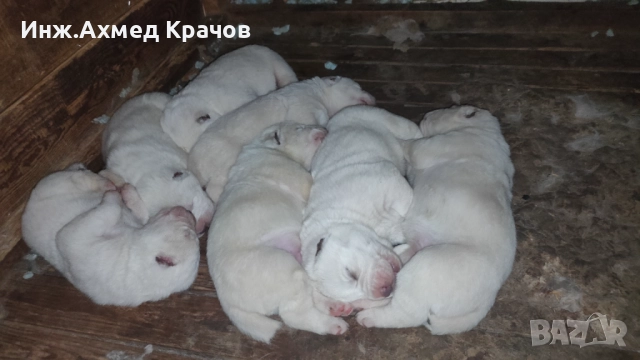 Алабай малки, снимка 3 - Алабай - 52666252