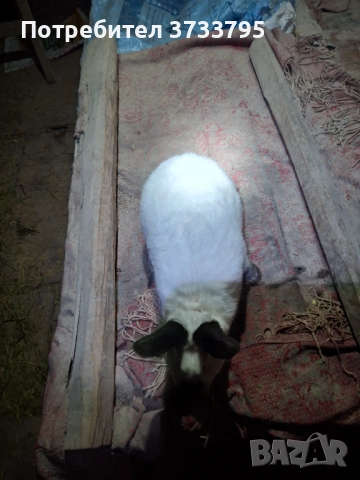 Калифорнийски зайци, снимка 3 - Други - 52656232