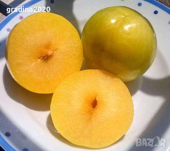 Слива - Налични 4 сорта Анджелино ,Черен диамант (Блек Даймънд) , Черен Сплендор - BLACK SPLENDOR и , снимка 4 - Разсади - 51852290