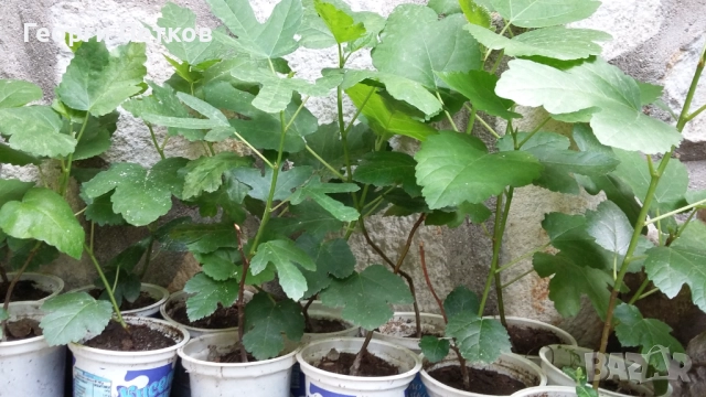 Смокини в кофичка. , снимка 3 - Градински цветя и растения - 51632728
