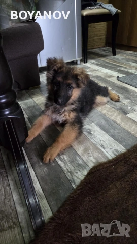 немски овчарки, снимка 13 - Немска овчарка - 52222806