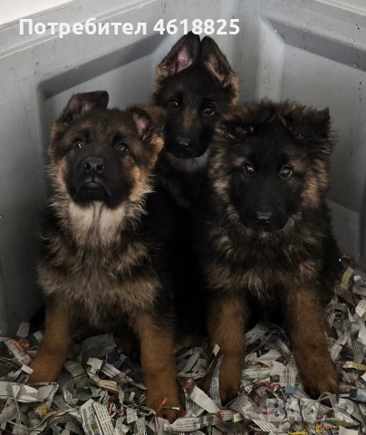 Немски овчарки Топ