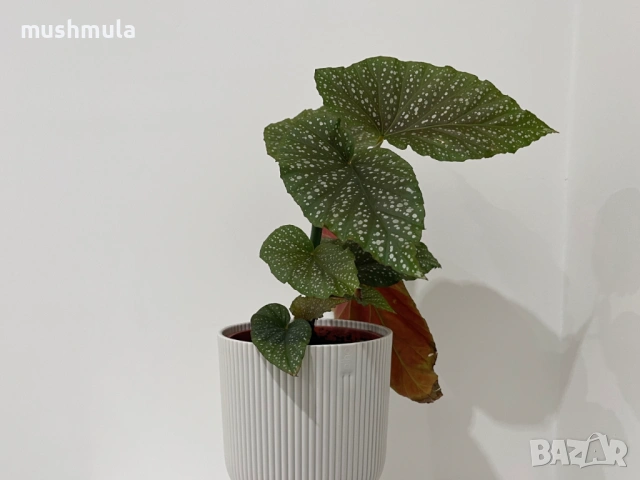 Цвете Бегония, снимка 3 - Стайни растения - 53493895