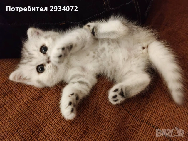 Малка женска британска сребърна чинчила си търси своите стопани, снимка 4 - Британска късокосместа - 53420284