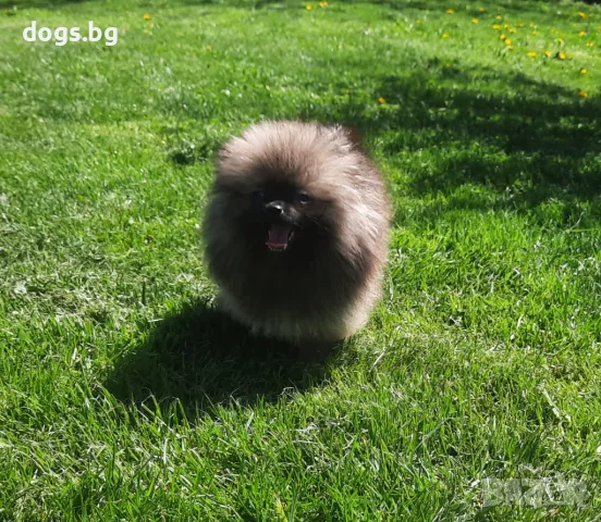 Померан момче. Три ваксини, снимка 1