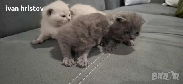 Британско Късокосмести Котета, снимка 3 - Британска късокосместа - 52619344