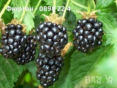 Налични 27 СОРТА МАЛИНИ, снимка 8 - Разсади - 39102984