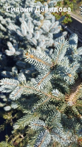 Сребрист смърч , снимка 7 - Градински цветя и растения - 52500093